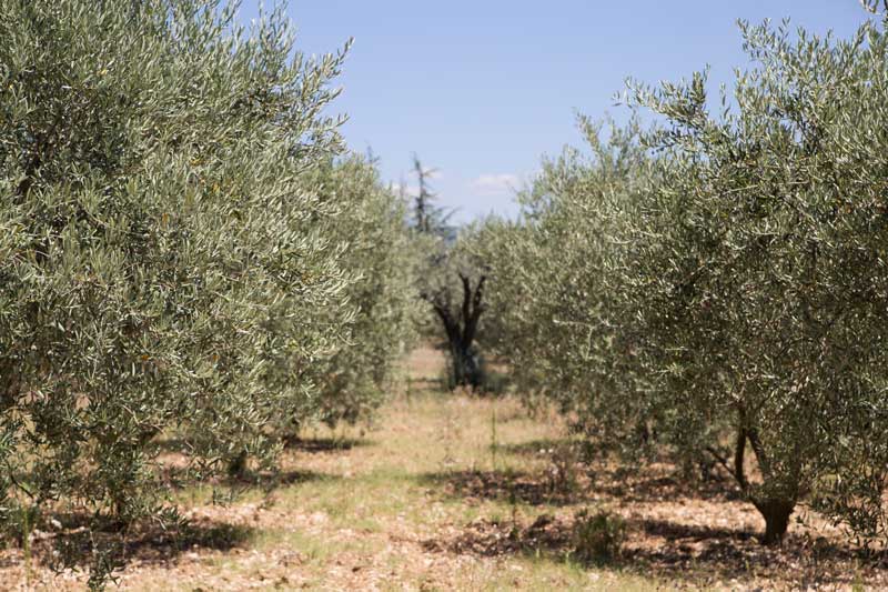 Aceite de Aberquina o picual, ¿Sabías que existen numerosas diferencias entre todos los aceites de oliva? ¿Cuál es mejor?